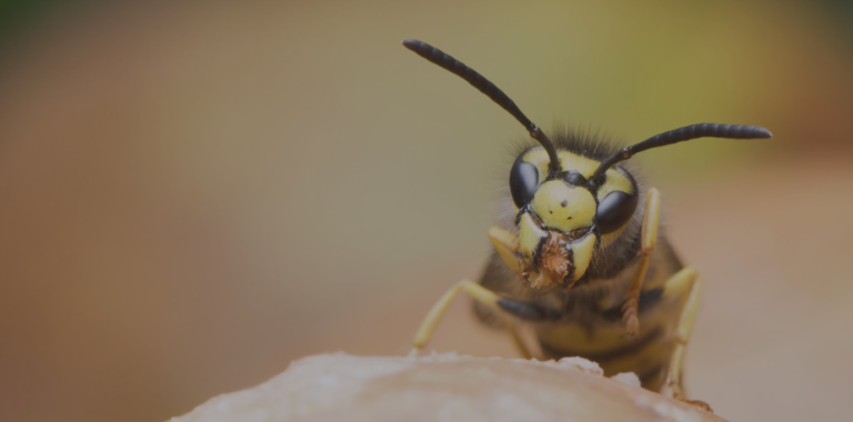 Facing a Wasp Problem? Here’s What You Need to Know