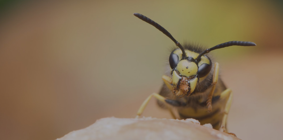 Facing a Wasp Problem? Here’s What You Need to Know