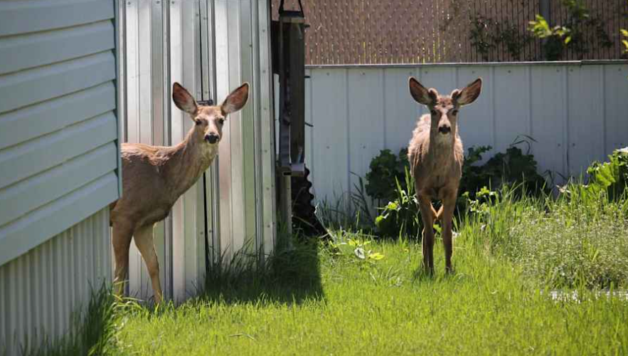 Breaking Down the Costs of High Deer Fences in 2025: What Factors Influence Pricing and Value?