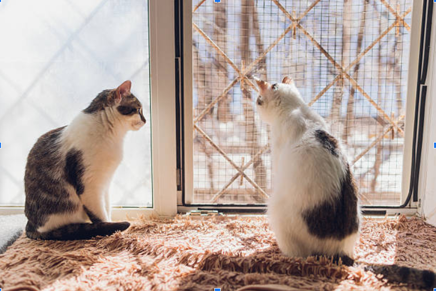 Best Calming Cat Bed Options to Improve Your Cat’s Sleep Quality