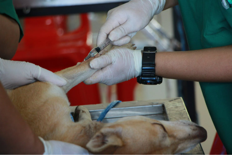 What Are the Core Dog Vaccines in Australia?