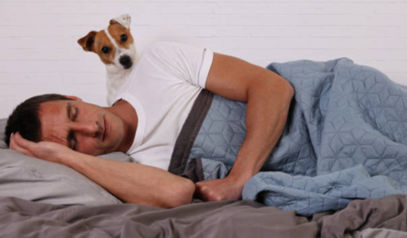 The Best Calming Bed for Dogs: Comfort and Stress Relief