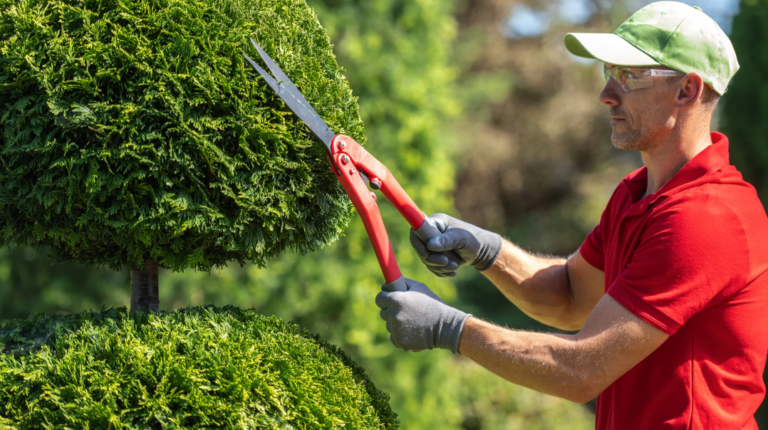 How Tree Trimming by a Professional Arborist in Canton Can Reduce Seasonal Allergies