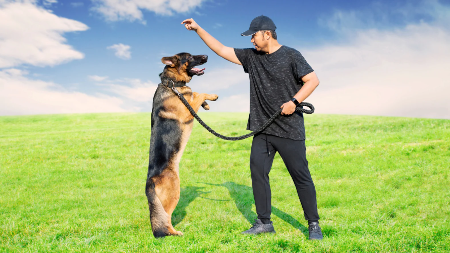How Veterans Are Shaping the Future of Dog Training