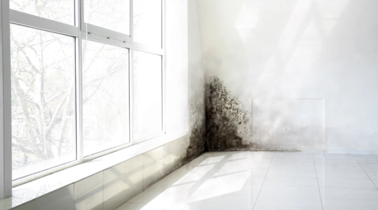 Understanding Black Mold: Is it Really More Dangerous Than Other Types?