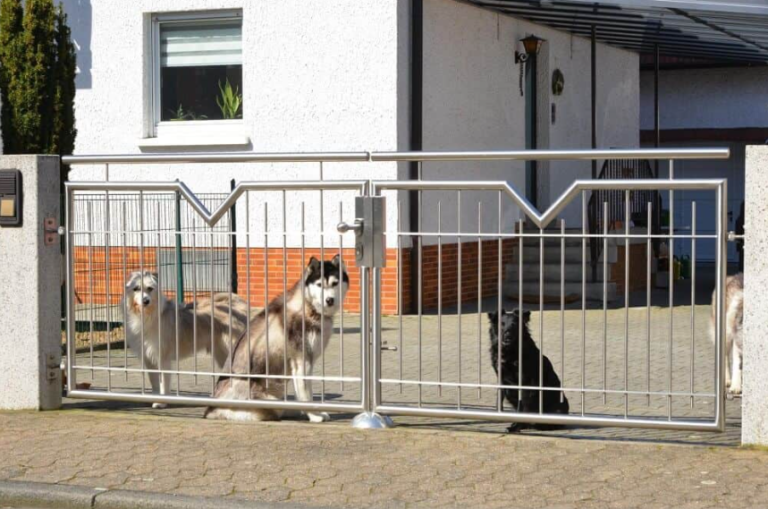 Pet-Proof Fencing: Keeping Dogs Safe Without Sacrificing Style
