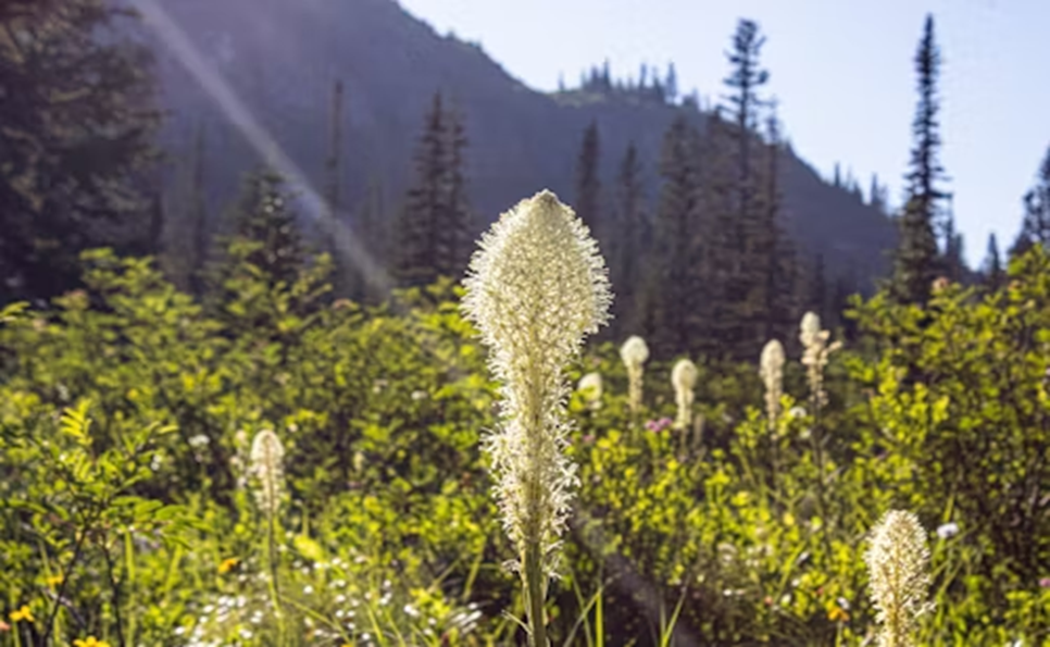 Top Plants That Thrive in Canadian Climates